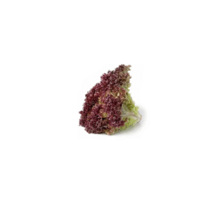 LECHUGA CRESPA MORADA UNIDAD