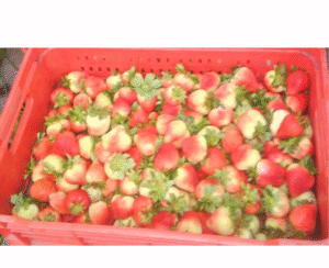 FRESA CANASTILLA X8 KILOS