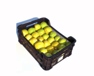 GUAYABA CANASTILLA X14 KILOS