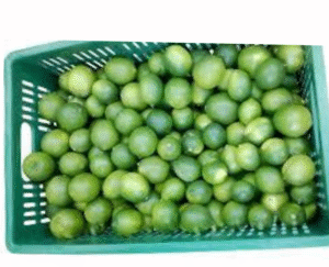 LIMON CANASTILLA X20 KILOS