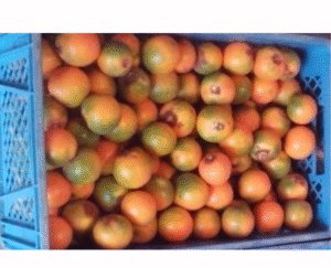 LULO MEDIANO 1/2 CANASTILLA