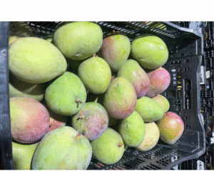 MANGO CANASTILLA X23 KILOS
