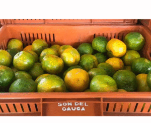 MANDARINA CANASTILLA X19 KILOS