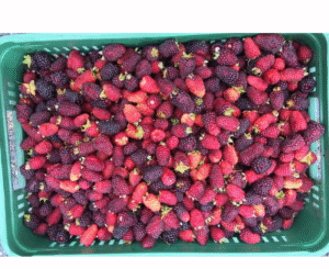 MORA CANASTILLA X10 KILOS