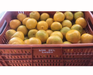 NARANJA TANGELO CANASTILLA X20 KILOS