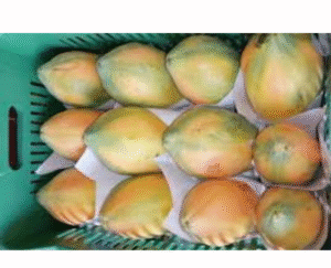 PAPAYA CANASTILLA X17 KILOS