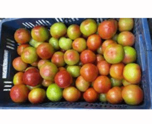 TOMATE  CANASTILLA X20 KILOS