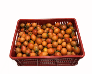 TOMATE ARBOL CANASTILLA X20 KILOS