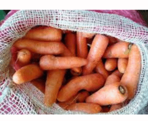 ZANAHORIA ARROBA X12.5 KILOS