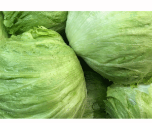 LECHUGA BATAVIA DOCENA