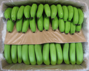 BANANO CRIOLLO CANASTILLA X20 KILOS