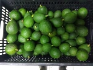 AGUACATE HASS CANASTILLA X20 KILOS