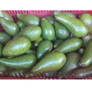 AGUACATE CRIOLLO CANASTILLA X20 KILOS