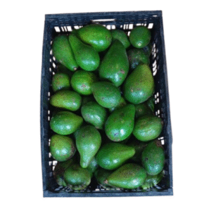 AGUACATE CRIOLLO CANASTILLA X20 KILOS