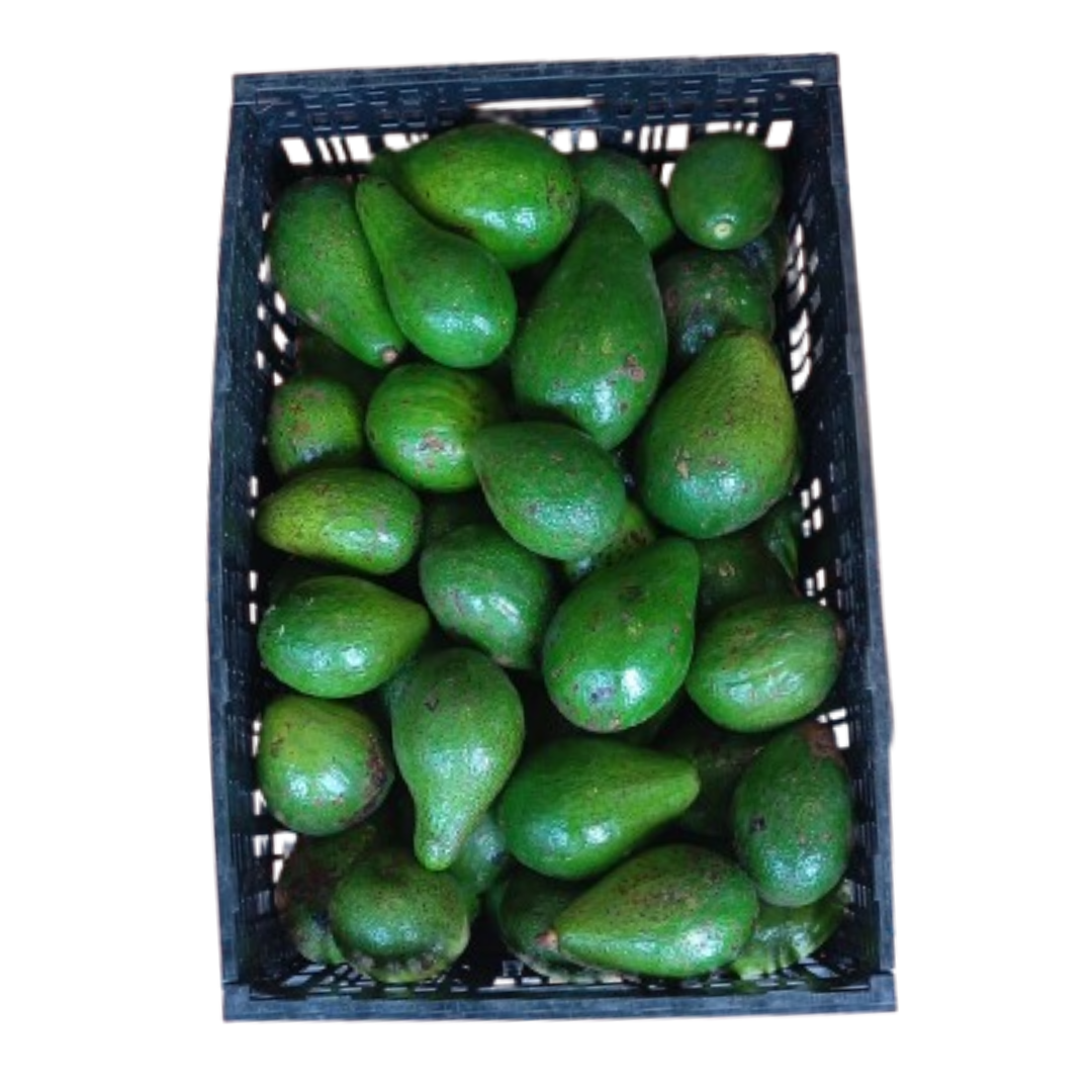AGUACATE CRIOLLO CANASTILLA X20 KILOS