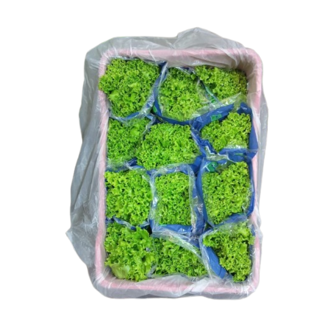 LECHUGA CRESPA VERDE DOCENA