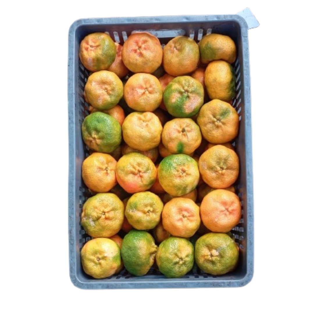 MANDARINA CANASTILLA X19 KILOS