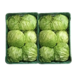 LECHUGA BATAVIA DOCENA