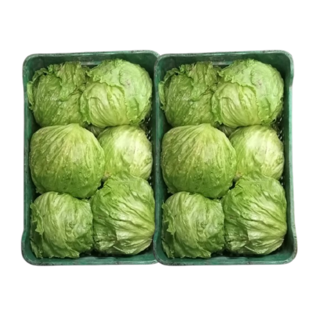 LECHUGA BATAVIA DOCENA