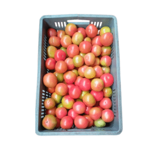 TOMATE  CANASTILLA X20 KILOS