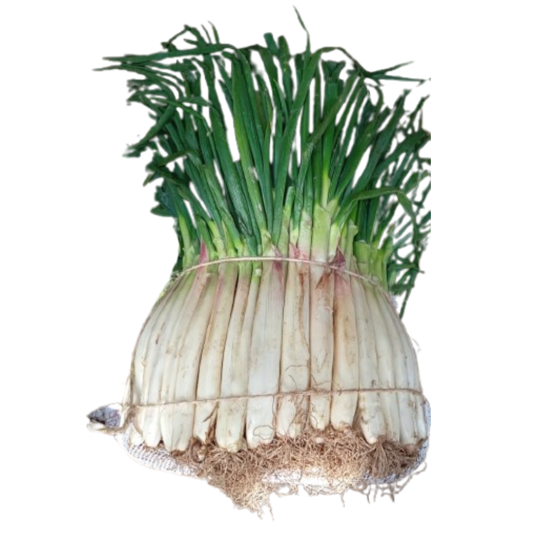 CEBOLLA LARGA PONY X27 KILOS