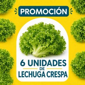 PROMOCION LECHUGA CRESPA VERDE X 6 UNIDADES